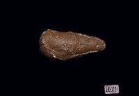 藏品(原角龍蛋化石(模))的圖片